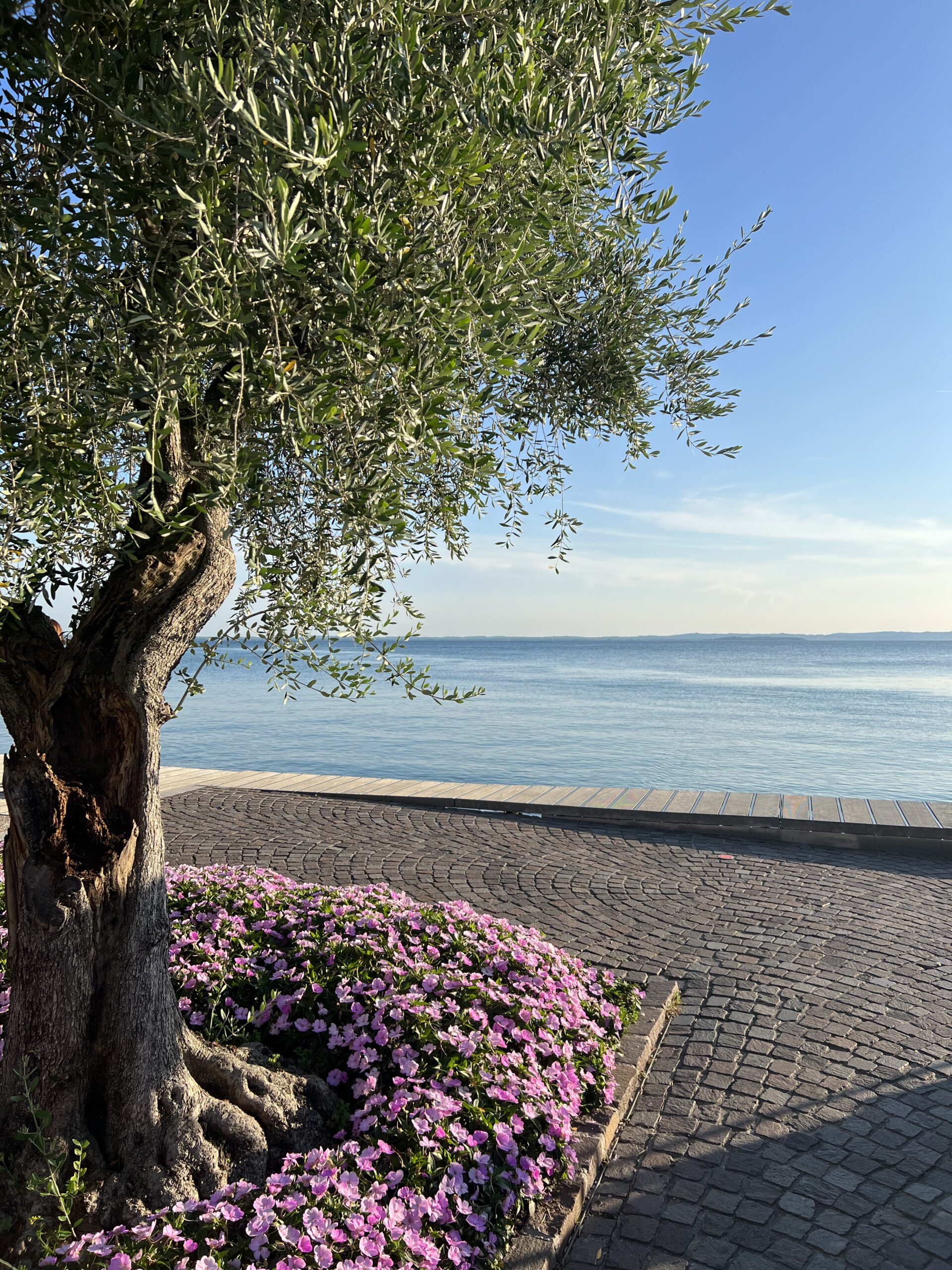Discover Bardolino's beauty: Olive tree on the scenic promenade